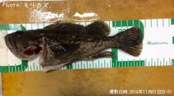 クロソイ