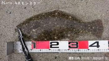 ヒラメ