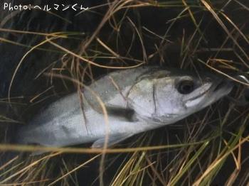 シーバス