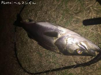 シーバス