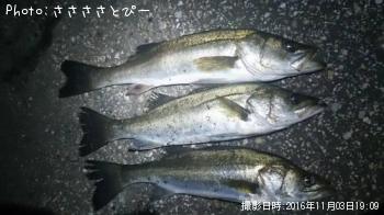 シーバス＆メバル