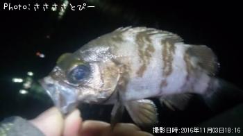 シーバス＆メバル