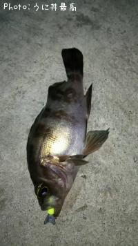 メバル