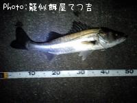 シーバス