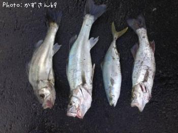 シーバス
