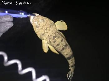 キビレ