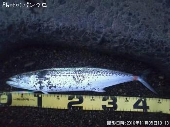 サワラ