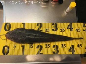 マゴチ