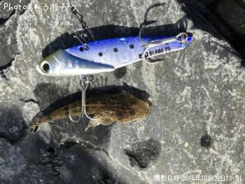 マゴチ