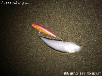 舌平目