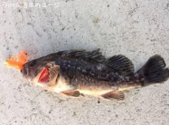 クロソイ