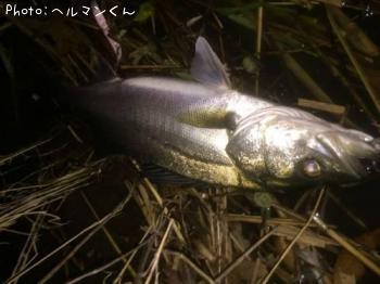 シーバス