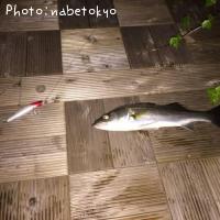 シーバス