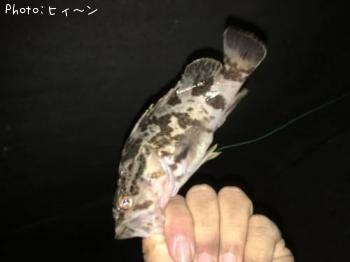 タケノコ