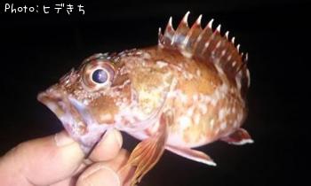 カサゴ