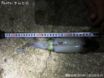 アオリイカ