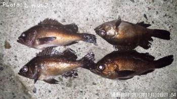 メバル