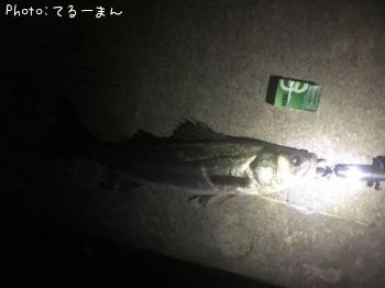 シーバス