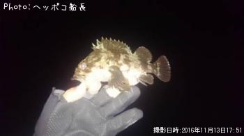 ムラソイ