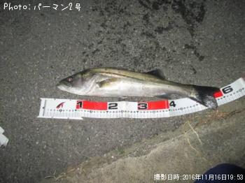 シーバス