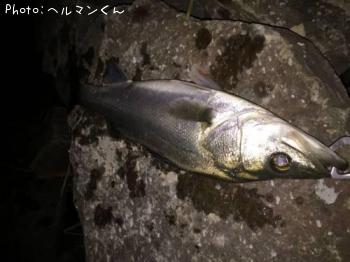 シーバス