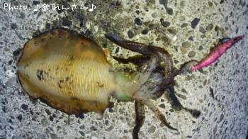 水烏賊