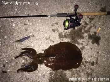 アオリイカ