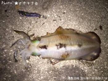 アオリイカ