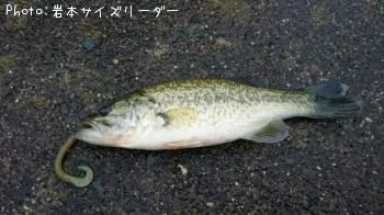 ブラックバス