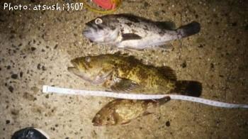 クロソイ　タケノコメバル　　カサゴ