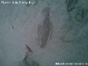 ヒラメ