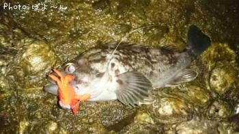 クロソイ
