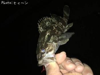 タケノコメバル