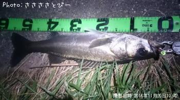 シーバス