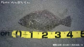 ヒラメ