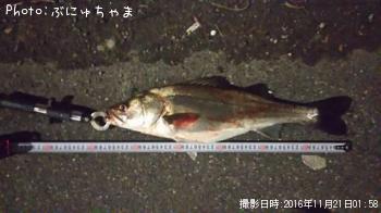 シーバス
