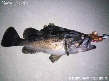 クロソイ