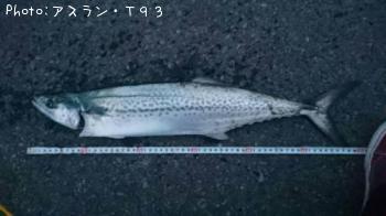 サワラ