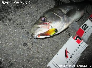 シーバス
