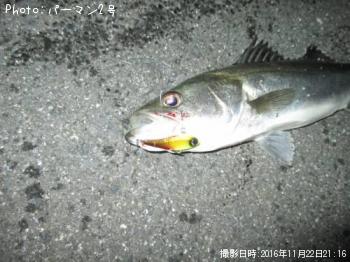 シーバス