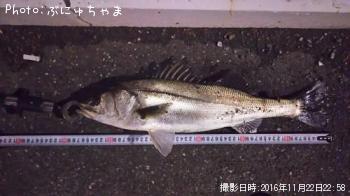 シーバス