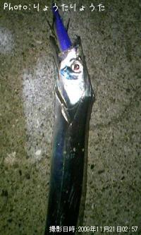 太刀魚