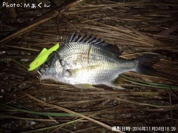 キビレ