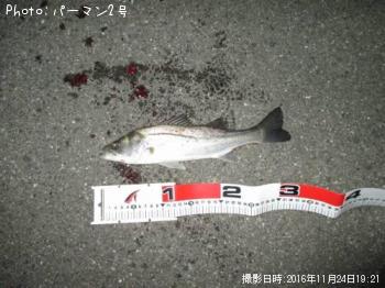 シーバス