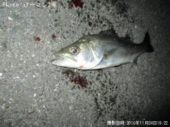シーバス