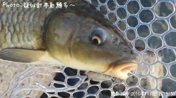 鯉！？