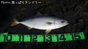 ヒラゴ＆ヤズ＆アオリイカ
