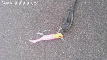 フラット＆グーフー＆イカ＆カニ