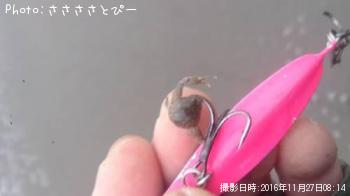 フラット＆グーフー＆イカ＆カニ