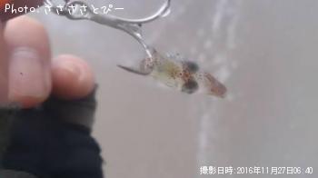 フラット＆グーフー＆イカ＆カニ